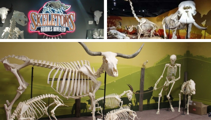 Confira nosso tour pelo Museu de Esqueletos em Orlando. Um lugar sensacional. 